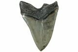 Serrated, Fossil Megalodon Tooth - North Carolina #309497-2